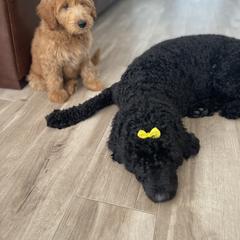 Whoodle All Grown Up from Perri’s Whoodles