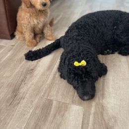 Whoodle All Grown Up from Perri’s Whoodles