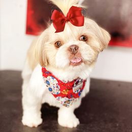 Mango  🥭 - Shih Tzu