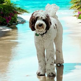 Lincoln - Goldendoodle