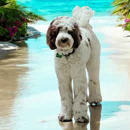 Lincoln - Goldendoodle
