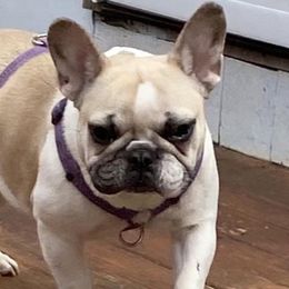 French Bulldogs from Hope Valley Hounds