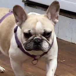 French Bulldogs from Hope Valley Hounds
