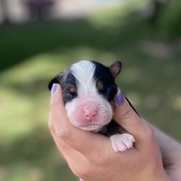 Boy 1 - Bernese Mountain Dog puppy from Milan Berners