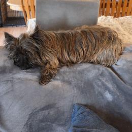 Roodi - Cairn Terrier