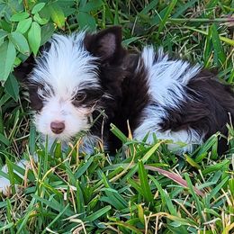 Max, Maximilian - Parti male Yorkshire Terrier puppy in Buda, Texas from BIOLA'S YORKIES