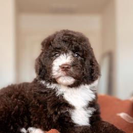 Mustang, Boy - Brown and white male Bernedoodle puppy in Maricopa, Arizona from Desert Ridge Doodles