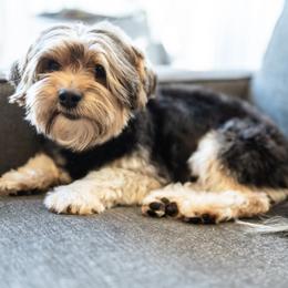 Yorkshire Terrier puppies from Precious Puppies