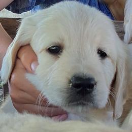 Baby Girl 2 - Light golden female Golden Retriever puppy in Loomis, California from Davids Golden Retrievers
