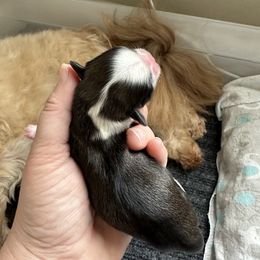 Golden Retriever and Shih Tzu Puppies from Carter Family Retrievers