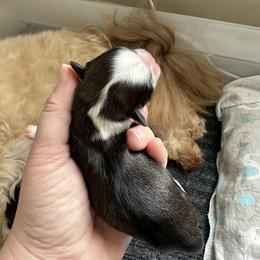 Golden Retriever and Shih Tzu Puppies from Carter Family Retrievers