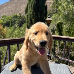 Orange Collar Boy - Golden male Golden Retriever puppy in San Jacinto, California from Golden Retriever Puppy Bliss