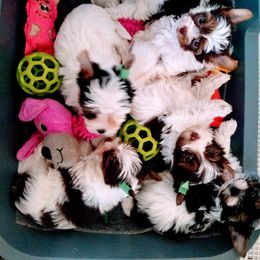 Biewer Terrier Puppies from Licks and Wags