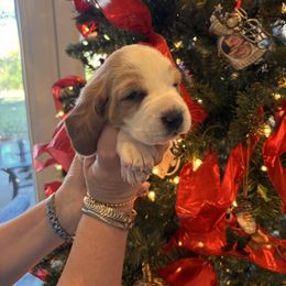 Light green collar- Elffie - Lemon and white female Basset Hound puppy in Hattiesburg, Mississippi from The Kennels at Tate Farm