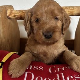 Chuck Norris-yellow collar - Red  male Goldendoodle puppy in Chino Valley, Arizona from Bass Creek Doodles