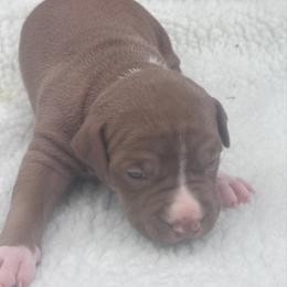 Chocolate Tri - Brown female American Bully puppy in Union County, North Carolina from XLRG BULLIES