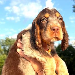 Flint - Tri-Roan male English Springer Spaniel puppy in Bay City, Wisconsin from Springer Hills Farm