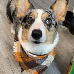 Pixie - American Corgi
