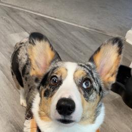 Pixie - American Corgi