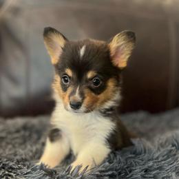 KM M2 - Black and tan male Pembroke Welsh Corgi puppy in Stockton, Iowa from Infinity Corgis