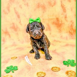 Jade - Brown female Bernedoodle puppy in Lake City, Florida from 224 Doodles and Poodles