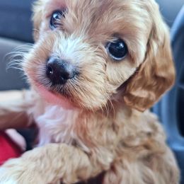 Aussiedoodle, Cavalier King Charles Spaniel, Cavapoo, and Labradoodle Puppies from Mc Doodles of Texas LLC