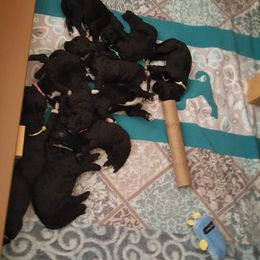 Portuguese Water Dog Puppies from Bela Vida PWDs