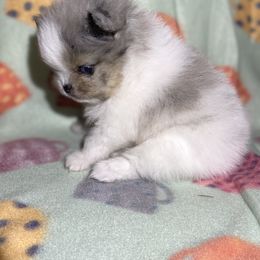 Pomeranian Puppies from Summer Set Poms