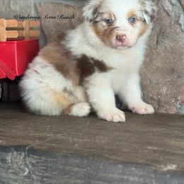 Waffles - Red merle female Australian Shepherd puppy in Chehalis, Washington from Wandering Acres Ranch