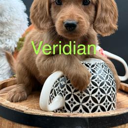 Veridian - Red female Double Doodle puppy in Hayden, Alabama from Agape Southern Farms