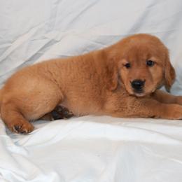 Crumpet - Dark golden female Golden Retriever puppy in New Weston, Ohio from Bertke AKC Golden Retrievers and Bernese Mountain Dogs