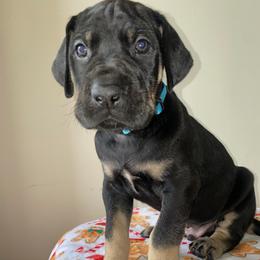Kevin - Black male Great Dane puppy in Spartanburg, South Carolina from Pawlmetto Danes