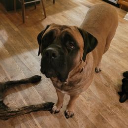 Lady - Mastiff