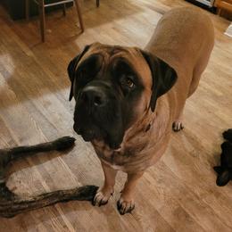 Lady - Mastiff