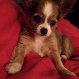 "Fawn & White Longhaired Chihuahua " Chihuahua and Chinese Crested Puppies from Western Kentucky Chihuhua and Chinese Crested