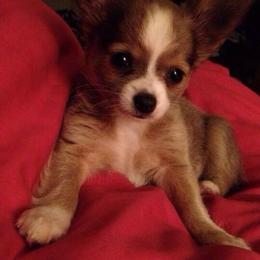 "Fawn & White Longhaired Chihuahua " Chihuahua and Chinese Crested Puppies from Western Kentucky Chihuhua and Chinese Crested