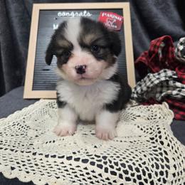 2 - green collar boy - Black and tan male Pembroke Welsh Corgi puppy in Harrisburg, Illinois from Parish Corgis