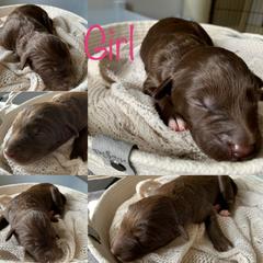 Bordoodle and Poodle Puppies from Bordoodles of Maine