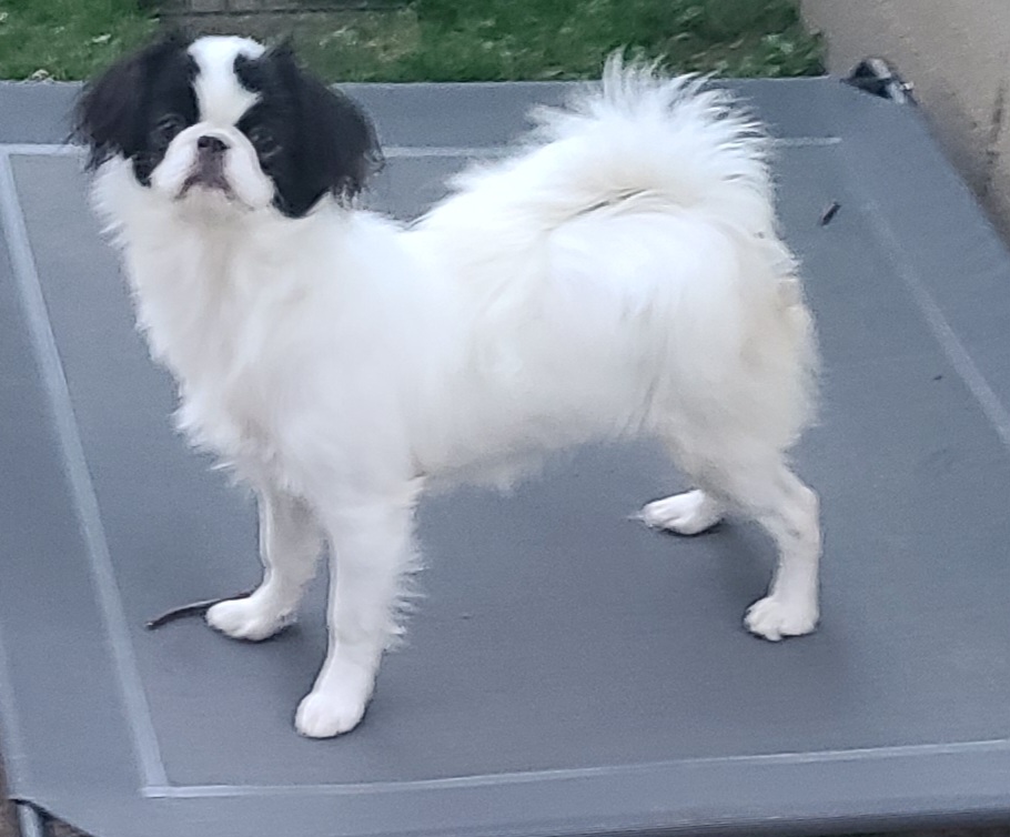 Japanese Chin Puppies from Contessa's Japanese Chins