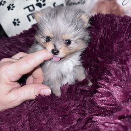 Pomeranian Puppies from Heartlove Poms