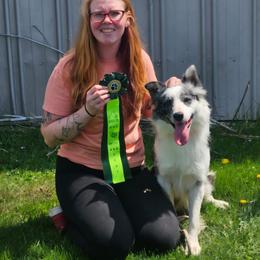 Cutter - Border Collie