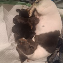 Dachshund puppies from The Mini Farmhouse