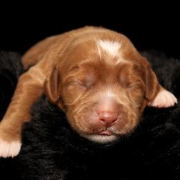 Madeline - Caramel female Australian Labradoodle puppy in Stanwood, Washington from Victoria Creek Australian Labradoodles