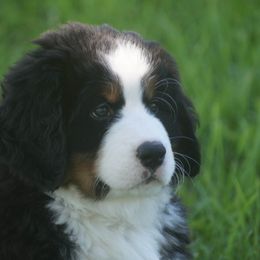 Bernese Mountain Dog Puppies from Lonesome Pine Farm