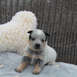Ember - Pink - Blue female Australian Cattle Dog puppy in Colbert, Oklahoma from LoveAHeeler