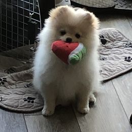 Toast - Pomeranian