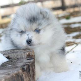 Juniper - Merle male Pomsky puppy in Bremen, Indiana from AMS Pomeranians and Pomskies in Indiana