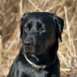 River - Labrador Retriever