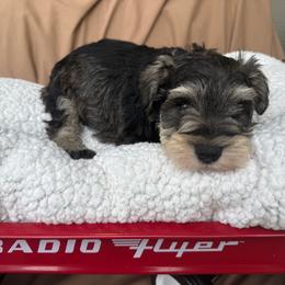 Boy 1 - Salt and pepper male Miniature Schnauzer puppy in Smyrna, Tennessee from Moore's Miniature Schnauzers