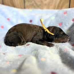 Marshall - Chocolate male Goldendoodle puppy in Pittsburg, Texas from Grace Springs Goldendoodles